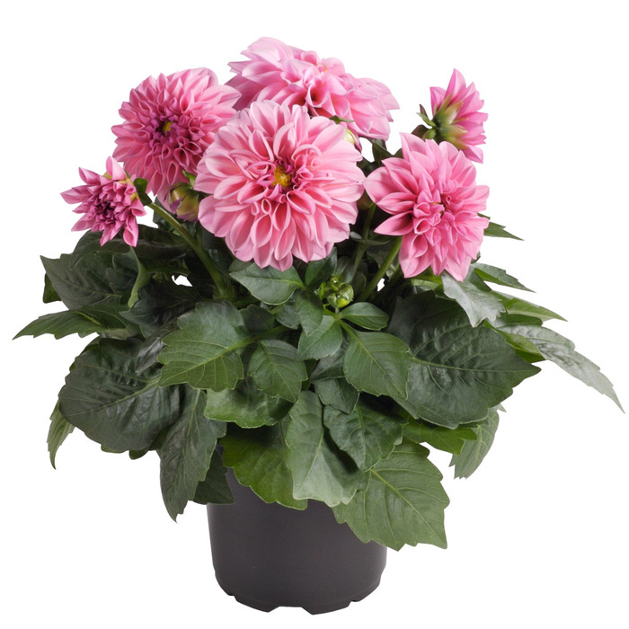 Dahlia 12 cm potte